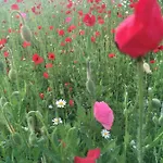 Rhoener Sternenhimmel 1 Und 2 Frankenheim/Rhon