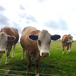 アパート Rhoener Sternenhimmel 1 Und 2 Frankenheim/Rhon