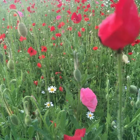 Rhoener Sternenhimmel 1 Und 2 Frankenheim/Rhon
