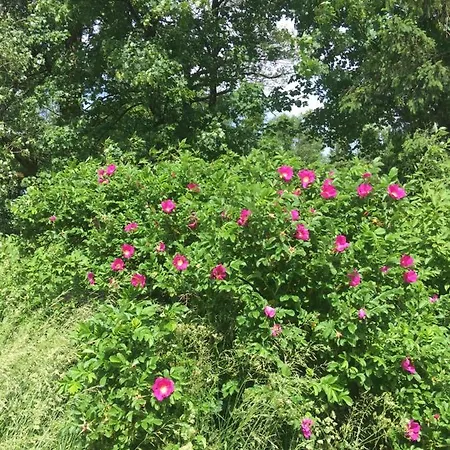 Rhoener Sternenhimmel 1 Und 2