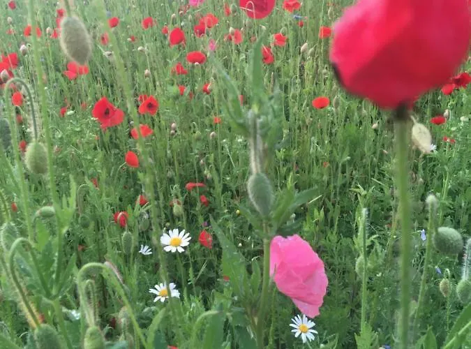 Rhoener Sternenhimmel 1 Und 2 Frankenheim/Rhon