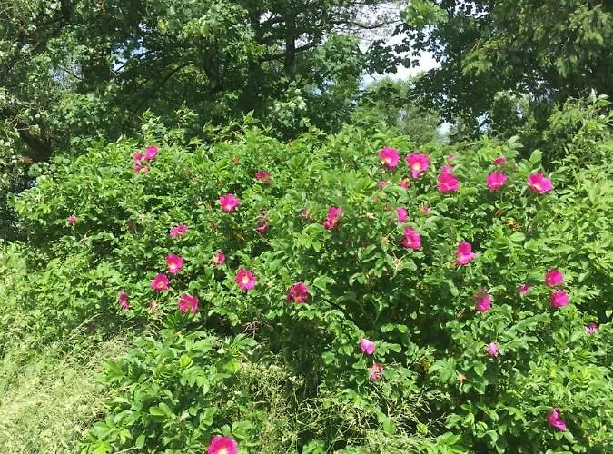 Rhoener Sternenhimmel 1 Und 2