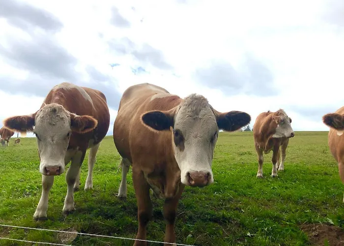 Apartament Rhoener Sternenhimmel 1 Und 2 Frankenheim/Rhon